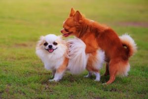 CATS and DOGS. Cute puppies do funny things) Try not to laugh)