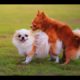 CATS and DOGS. Cute puppies do funny things) Try not to laugh)