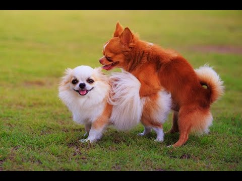 CATS and DOGS. Cute puppies do funny things) Try not to laugh)