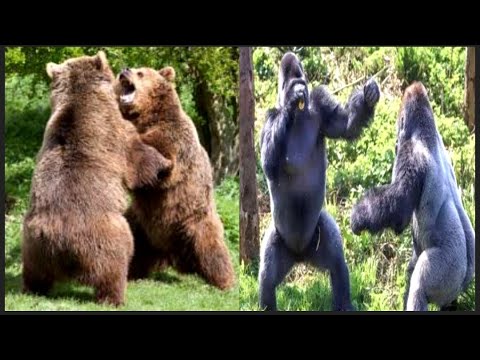 CRAZIEST ANIMAL FIGHT CAUGHT ON CAMERA|