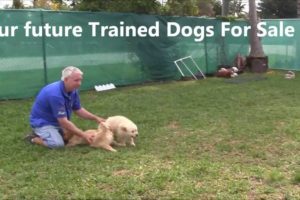 CUTE PUPPIES: our future valedictorian golden retriever puppies