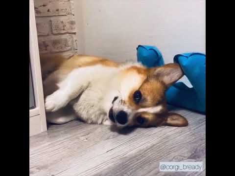 CUTE puppies videos (a video to lift up your mood)