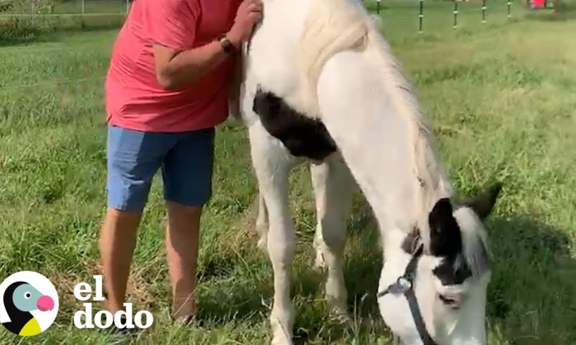 Caballo ciego ama darle abrazos al hombre que le salvó la vida | El Dodo