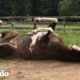 Caballos van de abandonados a saludables gracias al amor | El Dodo