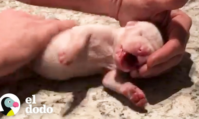 Cachorrito es resucitado después de muerto | El Dodo