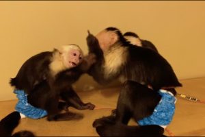 Capuchin monkeys Biting!