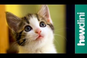 Cat Adoption & Rescue: Tips for Adopting a Cat from a Shelter