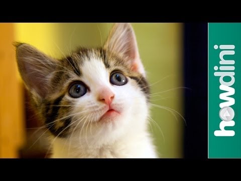 Cat Adoption & Rescue: Tips for Adopting a Cat from a Shelter