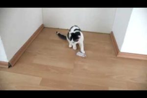 Cat named Tiger plays with his mouse toy and it's SO CUTE!