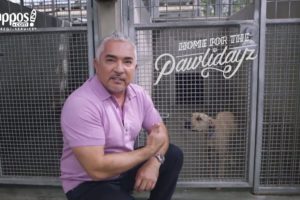 Cesar Millan: How to Pick the Best Shelter Pet for You | Zappos.com