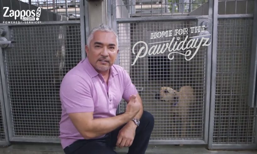 Cesar Millan: How to Pick the Best Shelter Pet for You | Zappos.com