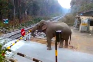 Cheeky Elephant Crosses Railway Track