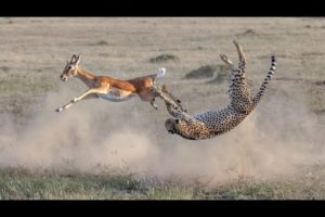 Cheetah kills Impala after a long fight video | Best animal fighting caught on camera