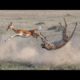 Cheetah kills Impala after a long fight video | Best animal fighting caught on camera