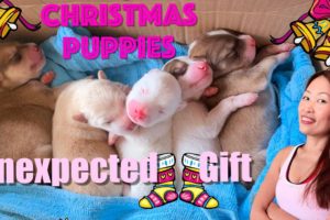 Christmas Puppies. Cutest Puppies in the World. Celebrating Christmas in the Philippines.