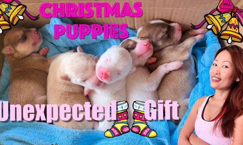 Christmas Puppies. Cutest Puppies in the World. Celebrating Christmas in the Philippines.