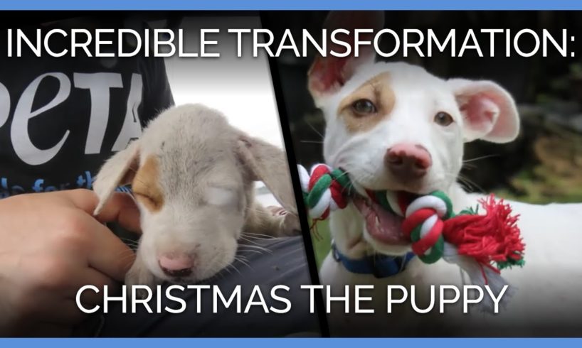 Christmas the Puppy’s Incredible Transformation | PETA Animal Rescues