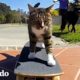 Conoce a los gatos más talentosos del mundo | El Dodo