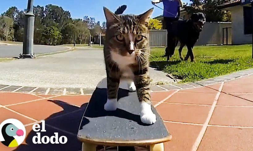 Conoce a los gatos más talentosos del mundo | El Dodo