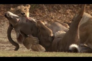 Craziest Animal Fights | lions fights - lions attacks a zebra antelope