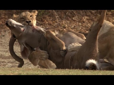 Craziest Animal Fights | lions fights - lions attacks a zebra antelope