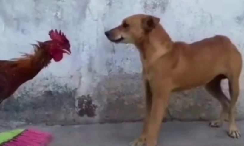 Crazy Animal Fight- Chicken Vs Dog