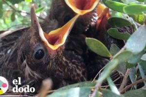Crecimiento de los mirlos hasta dejar el nido | El Dodo