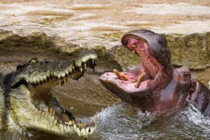 Crocodile Vs Hippo | Animals Protect The Territory On The River