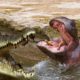 Crocodile Vs Hippo | Animals Protect The Territory On The River