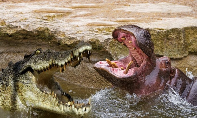 Crocodile Vs Hippo | Animals Protect The Territory On The River