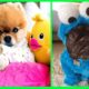 Cute Baby Dogs Compilation #9 - Cute Puppies Doing Funny Things | Cutest Puppy Ever In The World