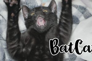 Cute Black Kitten Playing | BatCat Bagheera