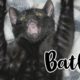 Cute Black Kitten Playing | BatCat Bagheera