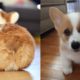 Cute Corgi Puppies Compilation 2019 - Cutest Corgi Puppies Ever - Puppies TV