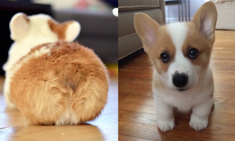 Cute Corgi Puppies Compilation 2019 - Cutest Corgi Puppies Ever - Puppies TV