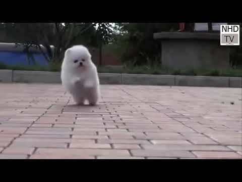 Cute Dogs | cute dogs in world | dogs | cute puppies | #dogs #puppy #cutedogs #funnydogs