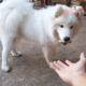 Cute Fluffy Samoyed Dog Videos #22 Cute Samoyed Dogs And Puppies Playing Samoyed Videos Bony Samoyed