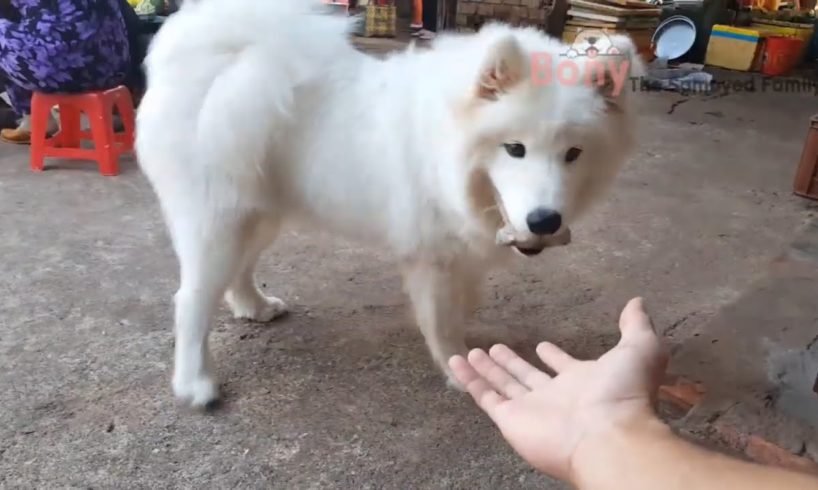 Cute Fluffy Samoyed Dog Videos #22 Cute Samoyed Dogs And Puppies Playing Samoyed Videos Bony Samoyed