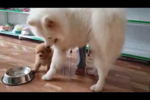 Cute Fluffy Samoyed Dog Videos #28 Cute Samoyed Dogs And Puppies Playing Samoyed Videos Bony Samoyed