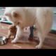 Cute Fluffy Samoyed Dog Videos #28 Cute Samoyed Dogs And Puppies Playing Samoyed Videos Bony Samoyed