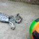 Cute Kitten Playing With Big Boll End Enjoy