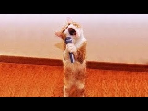 Cute Pets And Funny Animals Compilation #4 - Pets Garden