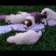 Cute Puppies! - 3 week old Great Pyrenees/Bernese puppies.