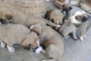 Cute Puppies | 7 Puppies Playing