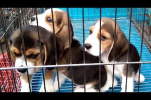 Cute Puppies Are Waiting In Cage For New Home At Galiff Street Puppy Dog Market