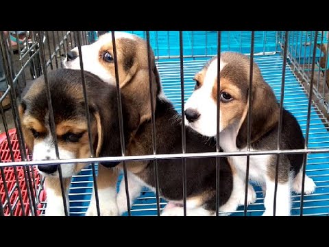 Cute Puppies Are Waiting In Cage For New Home At Galiff Street Puppy Dog Market