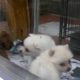 Cute Puppies At A Pet Store Busan South Korea