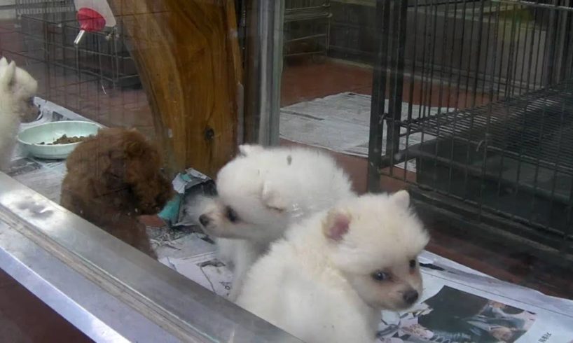 Cute Puppies At A Pet Store Busan South Korea