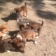 Cute Puppies Doing Fight. Cutest dog in the world. December 7, 2019