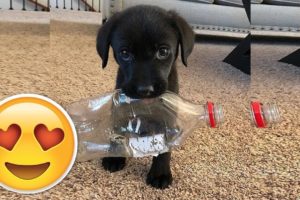 ❤️Cute Puppies Doing Funny Things 2019❤️